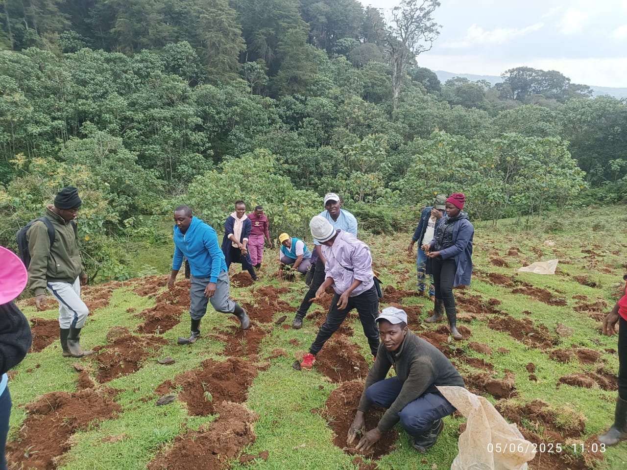 TREE PLANTING CHANGACHICHA